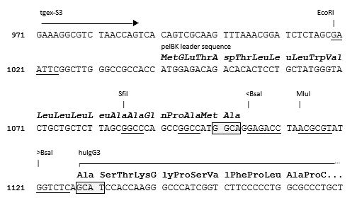 TGEX-HC-hG3-Zeo cloning site